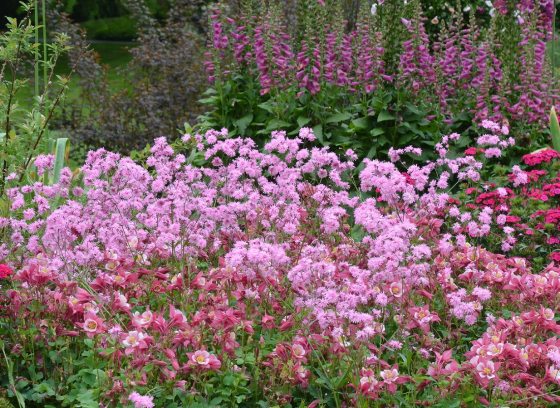 A lush, late-spring flower bed featuring a variety of red and pink flowers.