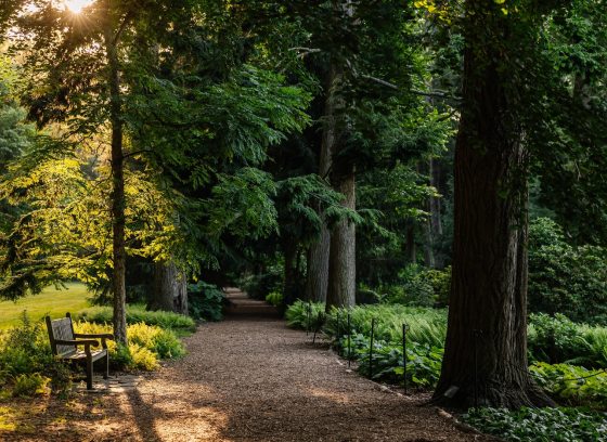 A forest with a mulch path going between large trees, in summer.