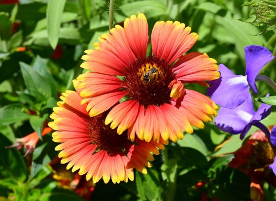 A bright orange and yellow flower, surrounded by purple flowers, in a garden bed.