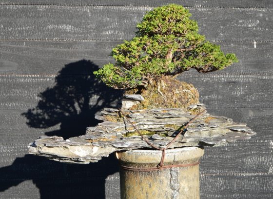 A bonsai resting on a pedestal in an outdoor garden.