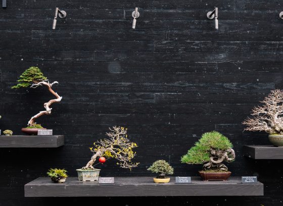 Seven bonsai trees are displayed on shelves across a black wood backdrop. 