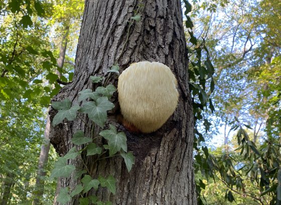 Lion's mane mushroom growing from tree trunk 