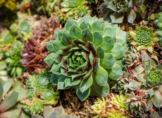 Variety of succulents