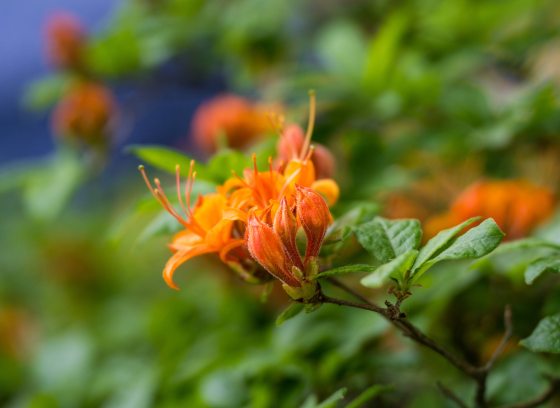Closeup of bright orange flower amid green foliage.