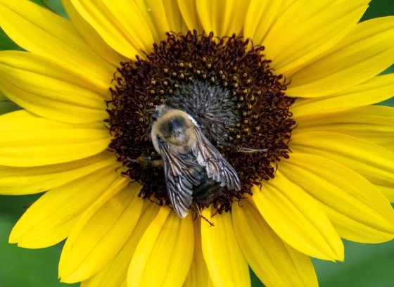 Bee on yellow sunflower