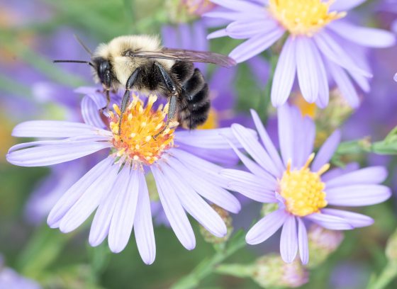 Yellow bee on purple aster flower 