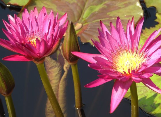 Two pink waterlily blooms in a pond.