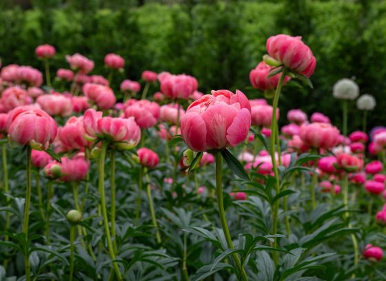 A garden bed filled with pink blooming peonies.