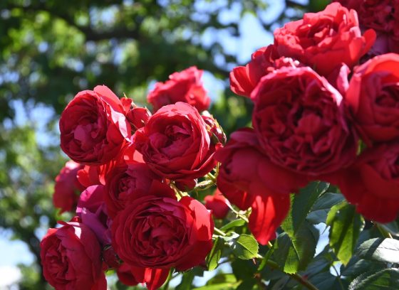 Bright red roses growing in a cluster on a vine.