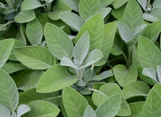 Garden Sage.jpg