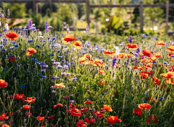 A lush garden of blooming summer flowers in a variety of heights and colors.