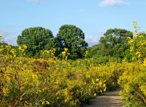 An expansive meadow garden with fields of blooming goldenrod.