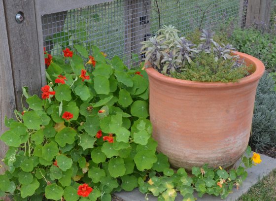 Nasturtium and Terra Cotta planter with herbs in the Ornamental Kitchen Garden