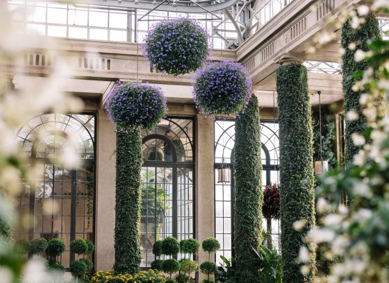 Three large hanging baskets inside the Conservatory at Longwood Gardens.