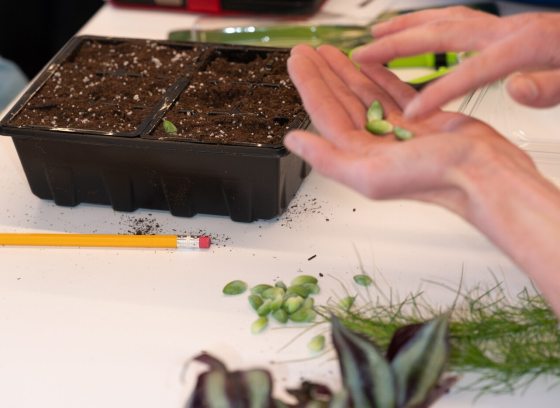 A person's hands sorting seeds, preparing to plant them in plastic starter pots.