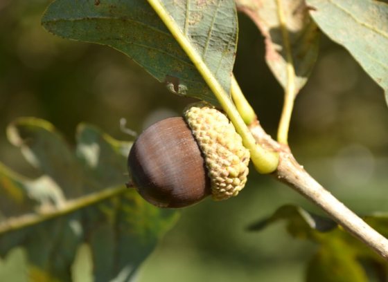 An acorn growing a small tree branch.