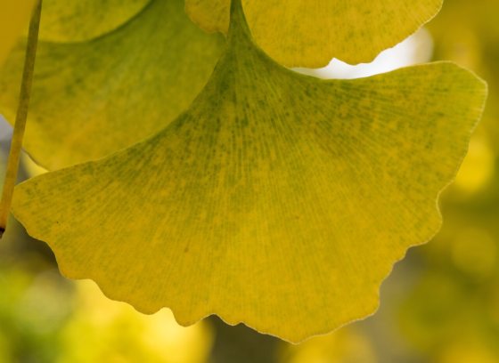Yellow fan-shaped ginko leaves on a tree.