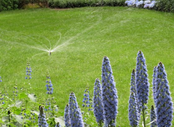 A sprinkler in the middle of a lush green lawn, surrounded by garden beds.
