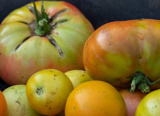 Garden tomatoes in a range of sizes, stacked on top of each other.