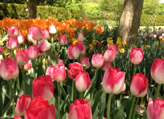 Pink and orange tulips under trees