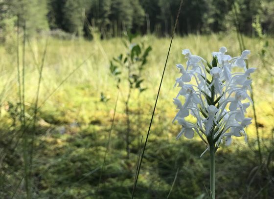 A meadow garden with one white tall blooming flower in the foreground.