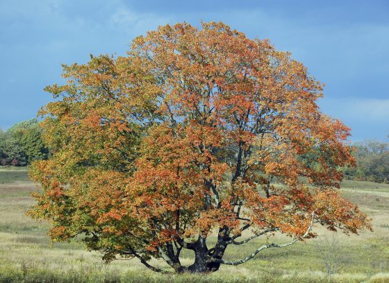 Sugar maple tree with leaves transitioning from green to orange