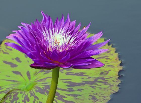A bright purple water lily flower in front of a green and purple waterlily pad.