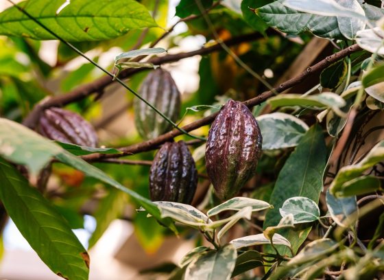 A cacao tree wtih large brown cacao pods growing. 