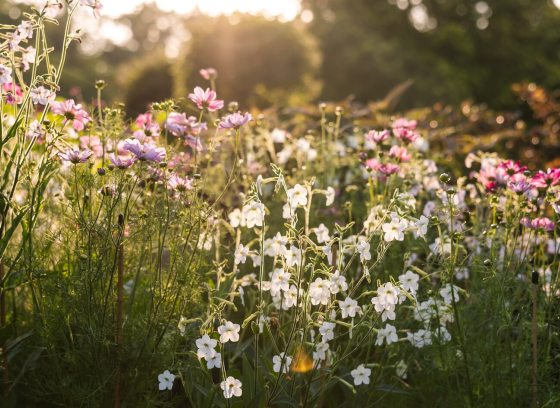 A whimsical wildflower garden featuring white and plum colored blooms. 