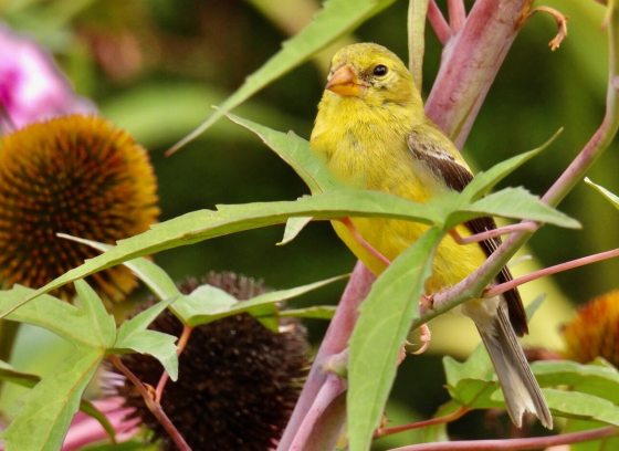 A bright yellow bird resting on a small branch, surrounded by green and pink foliage.