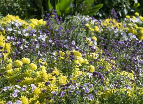 Purple and yellow late summer flowers growing wildly in a garden bed.