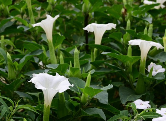 White Datural metel, Horn of Plenty, flowers amongst foliage