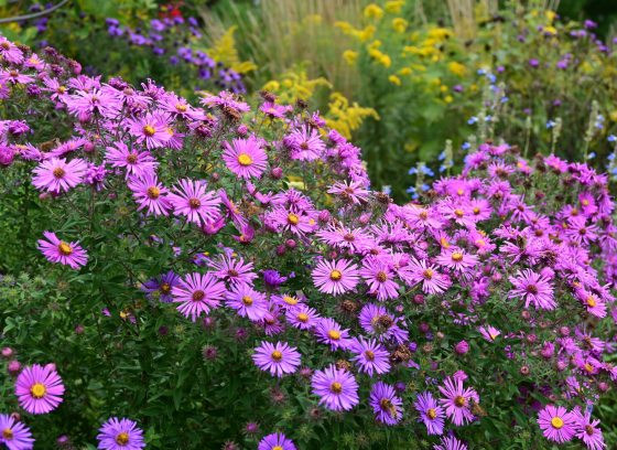 Purple asters growing in clumps on a hillside.