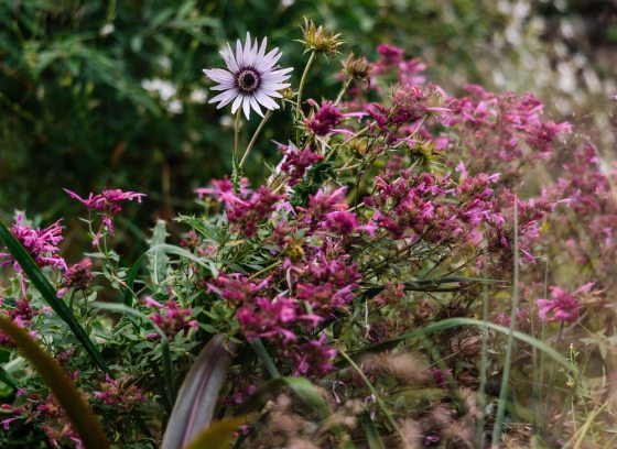 A whimsical wildflower garden featuring plum colored blooms. 