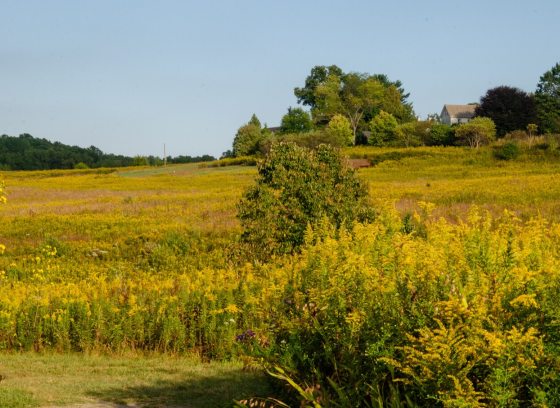 A meadow garden in fall, featuring waves of golden rod.