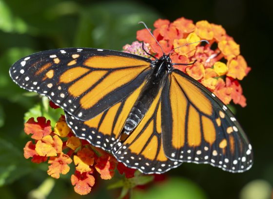 A black and orange butterfly on an orange and yellow flower, with it's wings spread wide open.