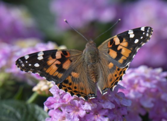 A painted lady butterfly, close up, resting on a puple lantana plant.