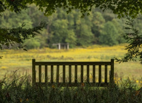 An empty garden bench overlooking a large meadow with blooming goldenrod.