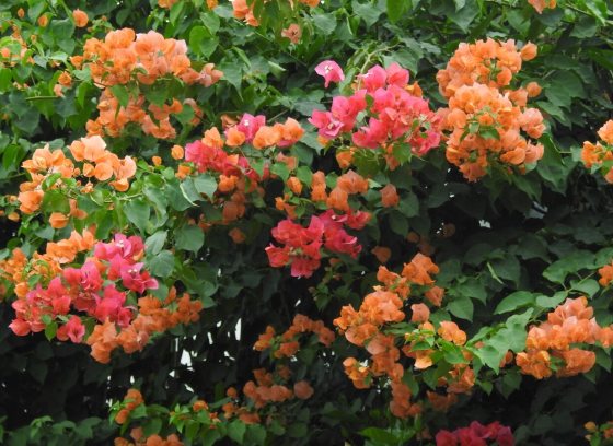 A bouganvillea shrub with yellow and pink flowers.