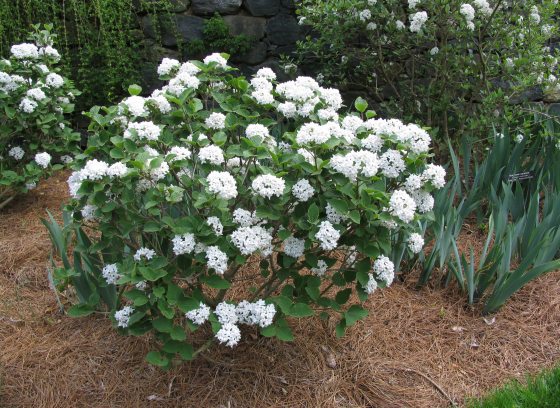 Viburnum carlesii 'Compactum' shrub with white flowers