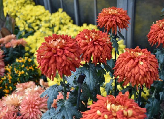 A variety of chyrsanthemums in shades of orange, yellow, and pink.