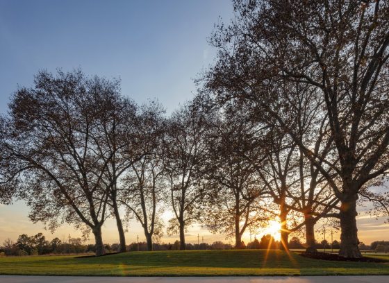 A grove of trees at dusk. 