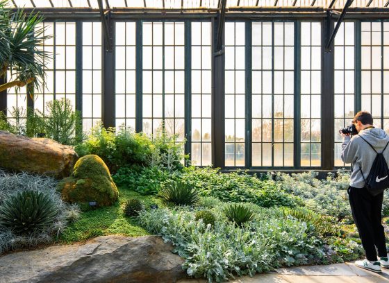 A person inside a conservatory, taking photos of succulents. 