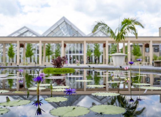 Reflective pools with purple waterlilies in the foreground, with glass greenhouses in the background under a cloudy sky.
