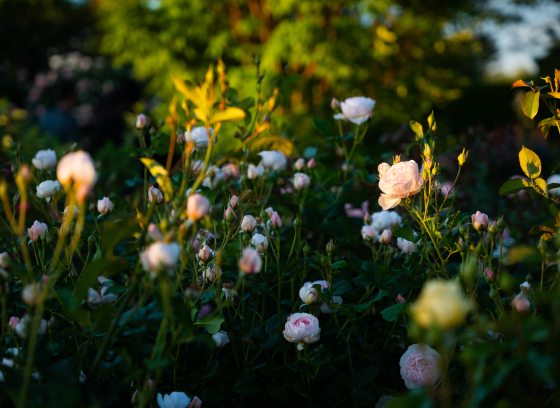 pale pink roses illuminated by the sun