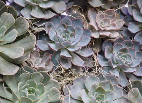 Various succulents arranged tightly together with Spanish moss