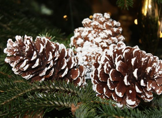 Three pinecones with decorative white frosting on an evergreen branch.