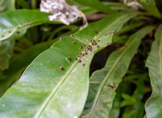 Dozens of small round bugs on a long leaf.