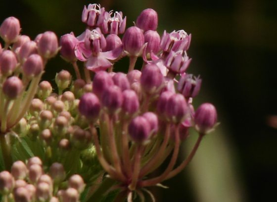 A close up of the swamp milkweed blooms featuring long pinkish petals.