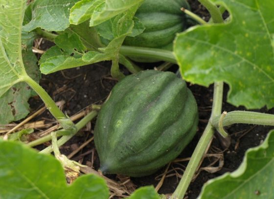 A green squash growing on a vine in a garden.